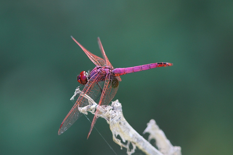 J01_3686 Trithemis annulata.JPG